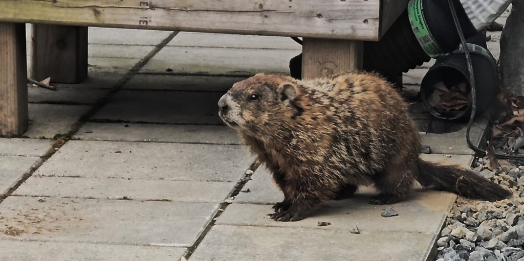 New England Woodchuck