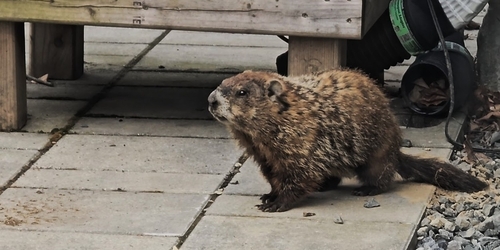 New England Woodchuck