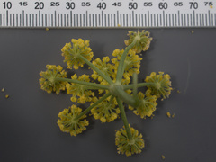 Lomatium papilioniferum