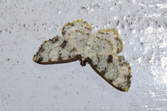 Monocerotesa connexa