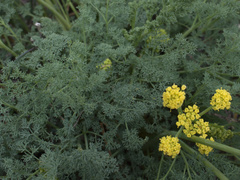 Lomatium papilioniferum