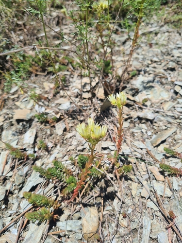 Petrosedum ochroleucum, photograph 2