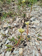 Petrosedum ochroleucum, photograph (c) Mitch Van Dyke, some rights reserved (CC BY)