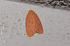 Stigmatophora roseivena