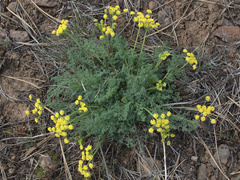 Lomatium papilioniferum
