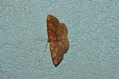 Heterostegania lunulosa