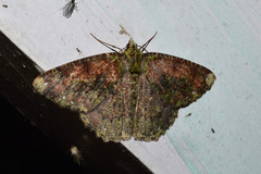 Dindicodes apicalis