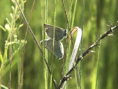 Glaucopsyche lygdamus columbia