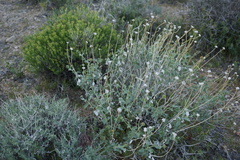 Encelia actoni