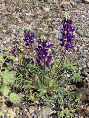 Lupinus flavoculatus