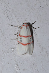 Cyana signa