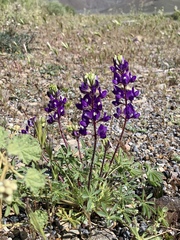 Lupinus flavoculatus