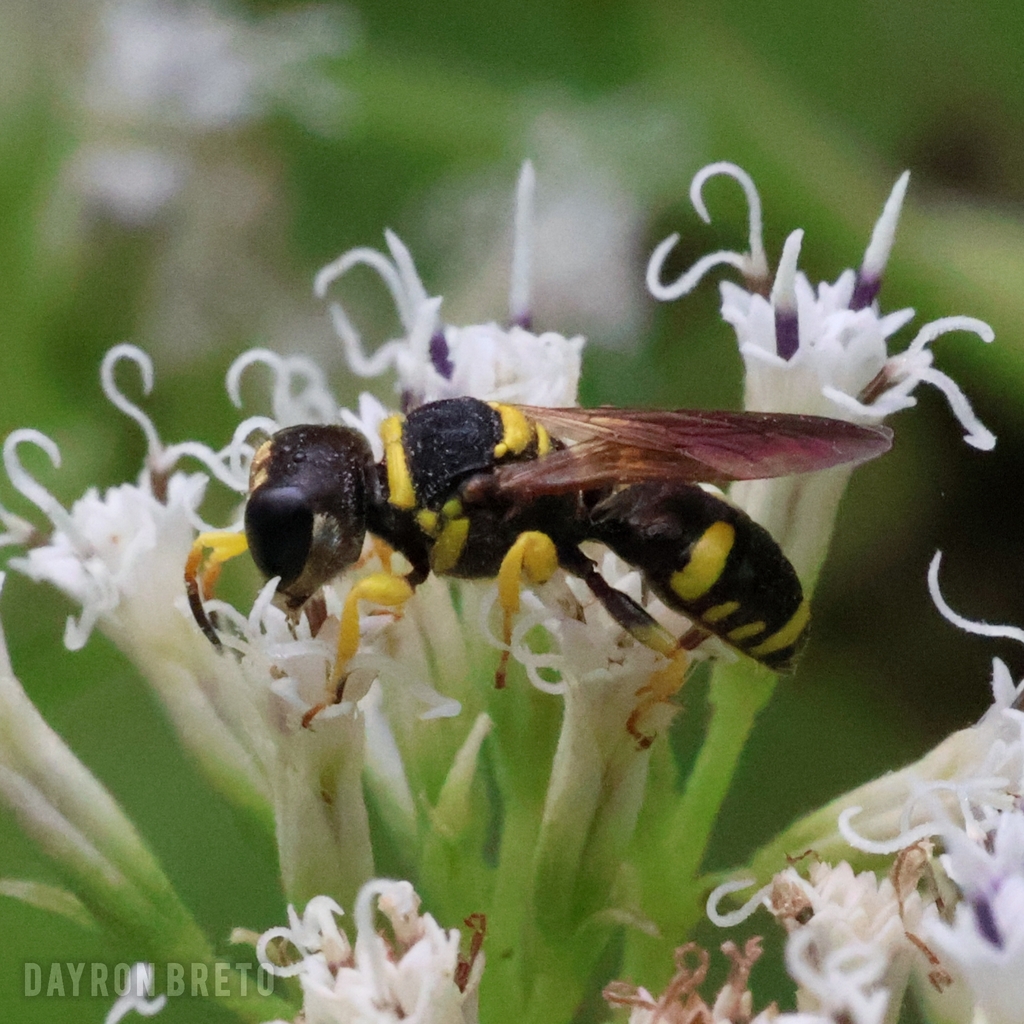 Ectemnius craesus