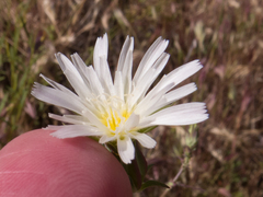Rafinesquia californica