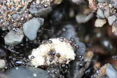 Crematogaster cerasi