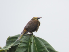 Psarocolius angustifrons angustifrons