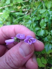 Cardamine nuttallii