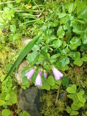 Cardamine nuttallii
