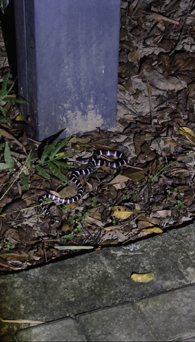 Many-banded Krait