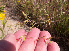 Festuca microstachys