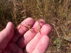 Festuca microstachys