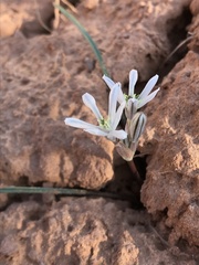 Androstephium breviflorum