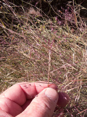 Muhlenbergia porteri