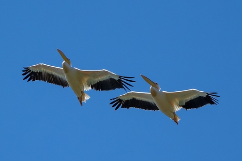 Great White Pelican
