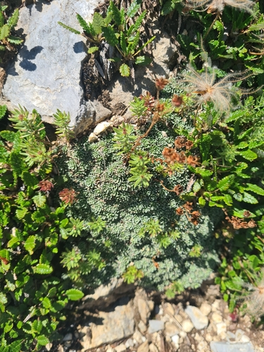 Saxifraga marginata, photograph 1