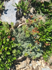 Saxifraga marginata