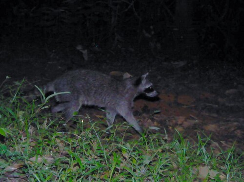 Common Raccoon