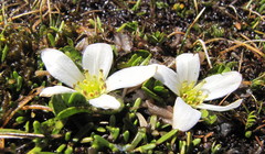 Caltha obtusa