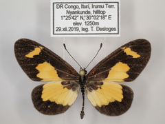 Acraea viviana