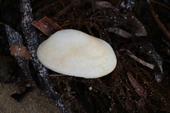 Venerupis galactites