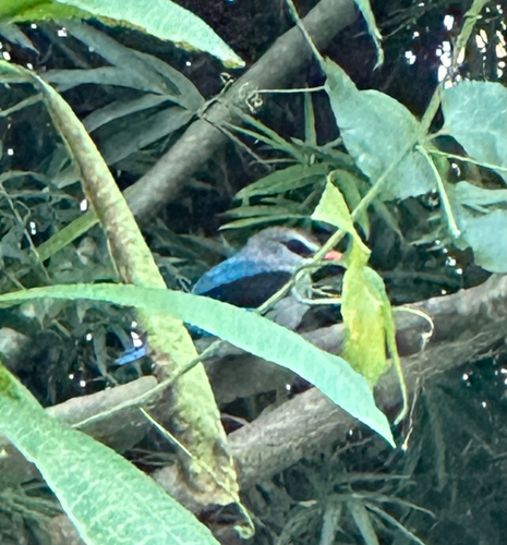 Woodland Kingfisher