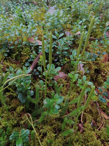 stag's-horn clubmoss