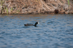 Fulica ardesiaca