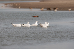 Chroicocephalus serranus