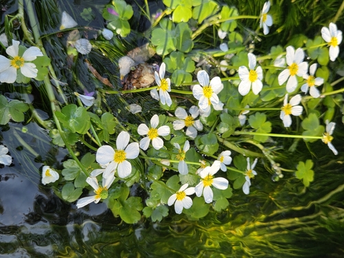 Ranunculus peltatus, photograph 2
