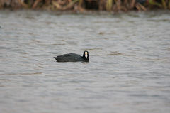 Fulica ardesiaca