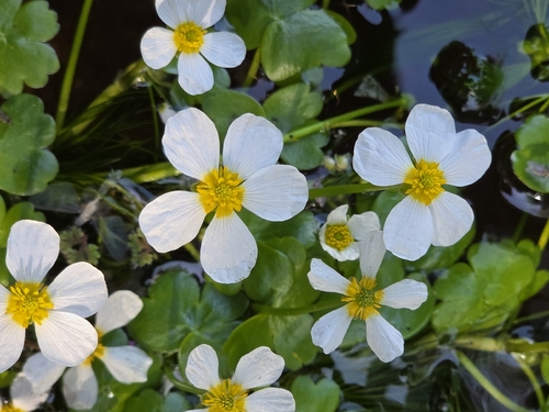 Ranunculus peltatus, photograph 4