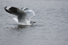 Chroicocephalus serranus