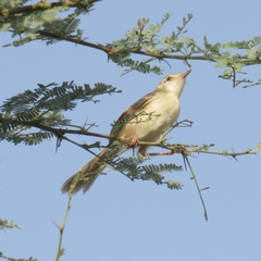 Prinia lepida