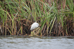 Egretta caerulea