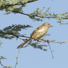 Prinia lepida
