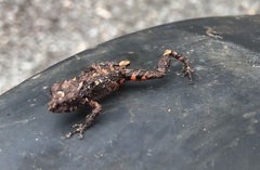 Pristimantis altamazonicus