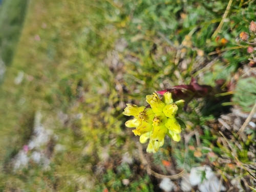 Sempervivum heuffelii, photograph 5