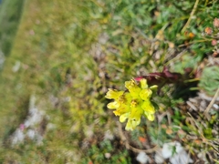 Sempervivum heuffelii, photograph Mitch Van Dyke, CC BY, iNaturalist via GBIF
