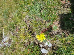 Sempervivum heuffelii, photograph Mitch Van Dyke, CC BY, iNaturalist via GBIF