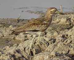 Burhinus senegalensis